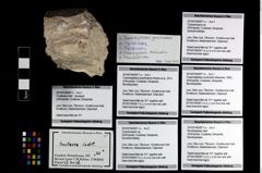 Foto (Objekt + Etikett) von Cracensigillatus acutirostris (Moericke, 1889)  (NHMW-GEO-2014-0194-0971d)